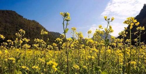 油菜花香在线观看,在线赏花之旅，感受田园诗意