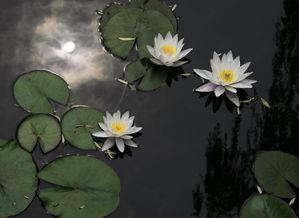 水中月图片,诗意画卷展芳华