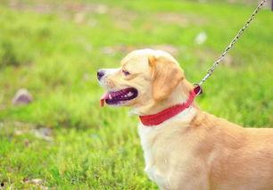 金丝狗图片大全,探寻高贵犬种的风采与魅力