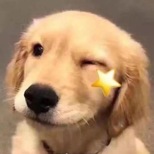 金丝狗图片大全,探寻高贵犬种的风采与魅力
