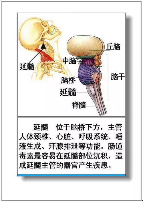 人体37图片大全,揭秘人体奥秘