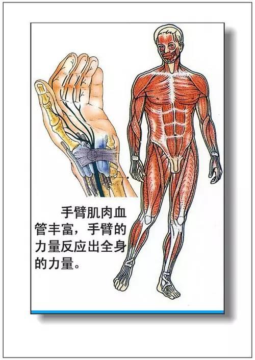 人体37图片大全,揭秘人体奥秘