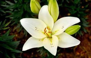 韩国百合花,绽放东方的纯洁与美丽