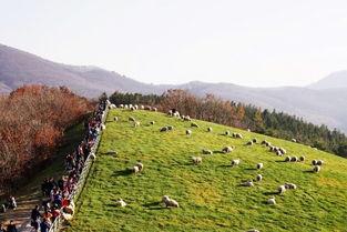 韩国 牧场,田园风光中的现代农业奇迹