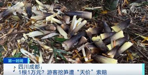 挖竹笋视频,视频教学带你轻松上手