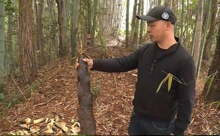 挖竹笋视频,视频教学带你轻松上手