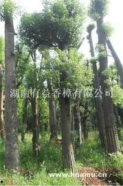 香樟树图片大全,四季变换中的绿色守望者
