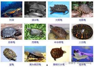 乌龟的品种及图片大全,图片解析与品种概述