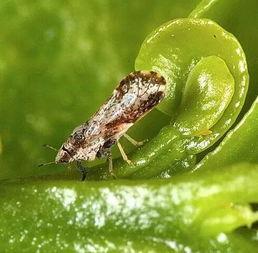 木虱图片,揭秘常见害虫的生态与防治策略