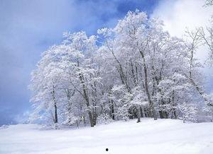 下雪图片,冬日雪景如诗如画