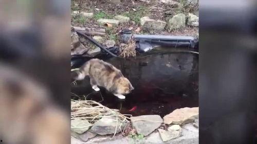 小猫抓鱼视频,猫咪版“捕鱼达人”欢乐秀