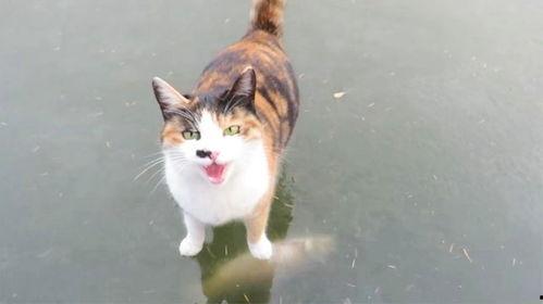 小猫抓鱼视频,猫咪版“捕鱼达人”欢乐秀