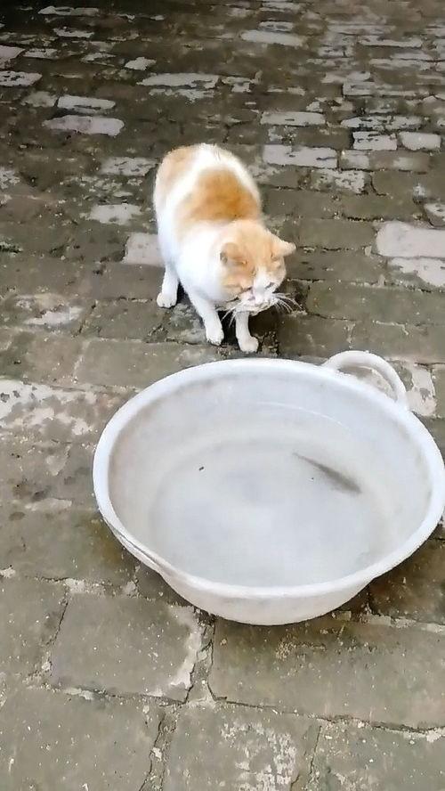 小猫抓鱼视频,猫咪版“捕鱼达人”欢乐秀