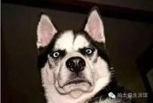 二货的图片,欢乐瞬间定格