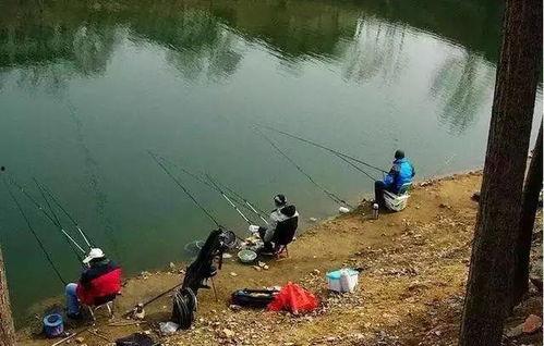 水库钓大鱼视频,视频教学带你轻松捕获巨物