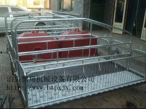 母猪产床视频,揭秘高效养殖新视角