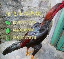 泰国斗鸡视频,激战正酣，热血沸腾的生死较量