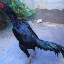 泰国斗鸡视频,激战正酣，热血沸腾的生死较量