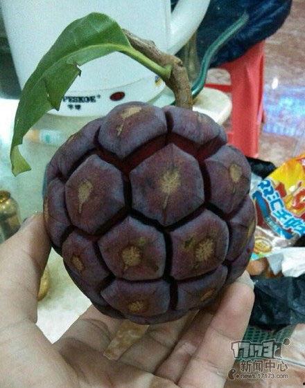 黑老虎吃瓜,一场生态与美味的邂逅