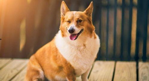 板凳犬图片大全,盘点那些可爱至极的板凳犬图片