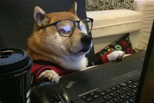 板凳犬图片大全,盘点那些可爱至极的板凳犬图片
