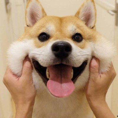 板凳犬图片大全,盘点那些可爱至极的板凳犬图片