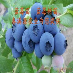 蓝莓树图片大全,色彩斑斓的果实与枝叶之美