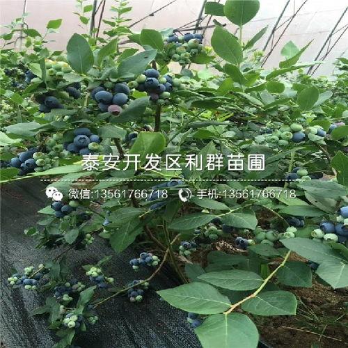 蓝莓树图片大全,色彩斑斓的果实与枝叶之美