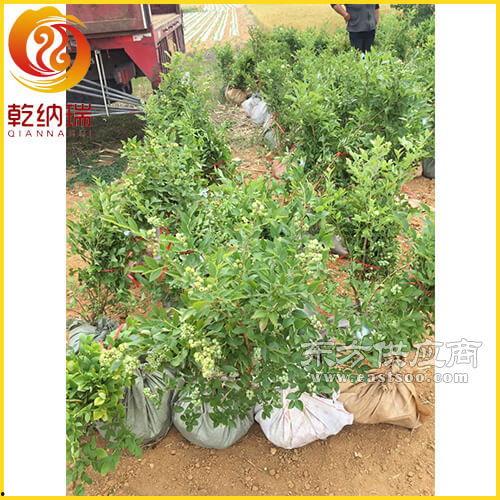 蓝莓树图片大全,色彩斑斓的果实与枝叶之美