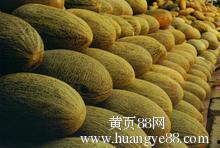 潍坊今日哈密瓜批发价,新鲜上市，价格亲民！”