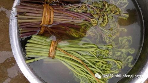 龙爪菜图片,独特造型与营养并重的绿色佳肴