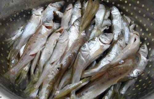 路亚钓白条视频,视频教学带你轻松上钩