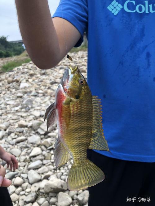 路亚钓白条视频,视频教学带你轻松上钩