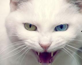 白猫图片,捕捉纯白精灵的灵动风采