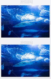 白鲨鱼图片大全大图,海洋霸主的风采大图集览