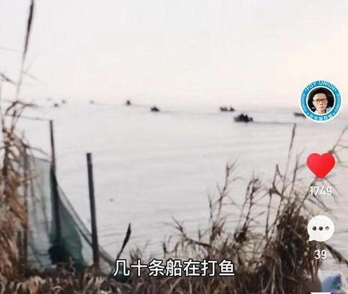 下网捕鱼视频,揭秘虚拟海洋的娱乐盛宴