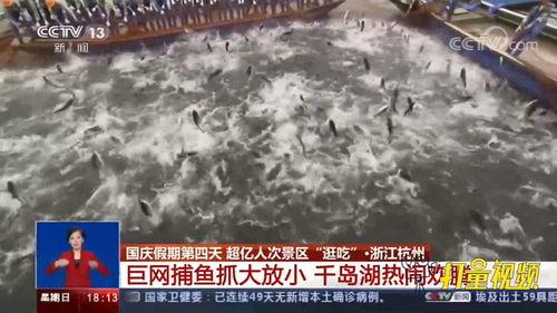 下网捕鱼视频,揭秘虚拟海洋的娱乐盛宴