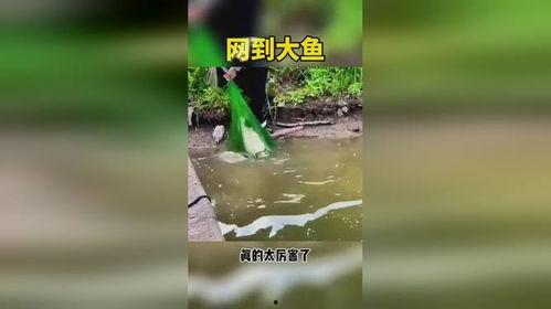 下网捕鱼视频,揭秘虚拟海洋的娱乐盛宴