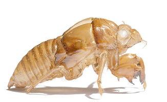 蝉蜕的图片,蜕变之美，自然之韵