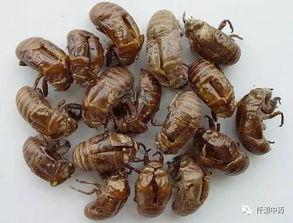 蝉蜕的图片,蜕变之美，自然之韵