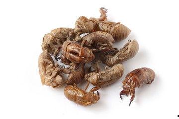 蝉蜕的图片,蜕变之美，自然之韵