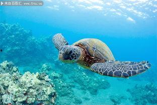 海龟图片大全大图,海洋中的优雅游者