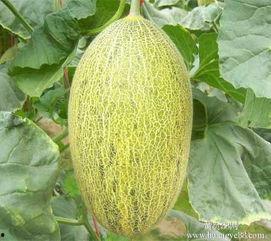 今日北海哈密瓜价格行情,今日市场新鲜出炉