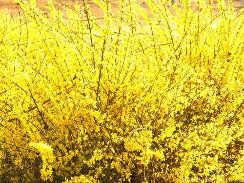 连翘图片大全,春日里的金黄盛宴