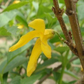 连翘图片大全,春日里的金黄盛宴