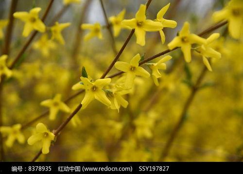 连翘图片大全,春日里的金黄盛宴