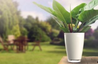 花捧图片,绽放的瞬间，永恒的回忆