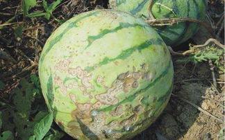 今日新鲜事西葫瓜菌病,警惕农业病虫害威胁