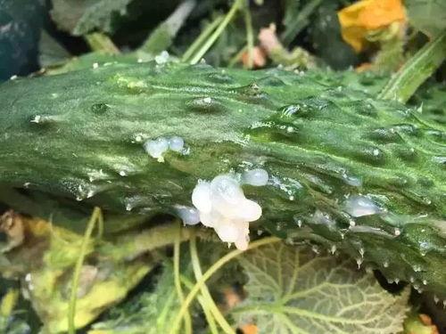 今日新鲜事西葫瓜菌病,警惕农业病虫害威胁