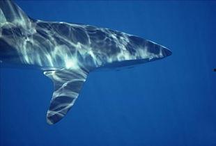 鲨鱼图片大全高清,鲨鱼图片大全高清赏析